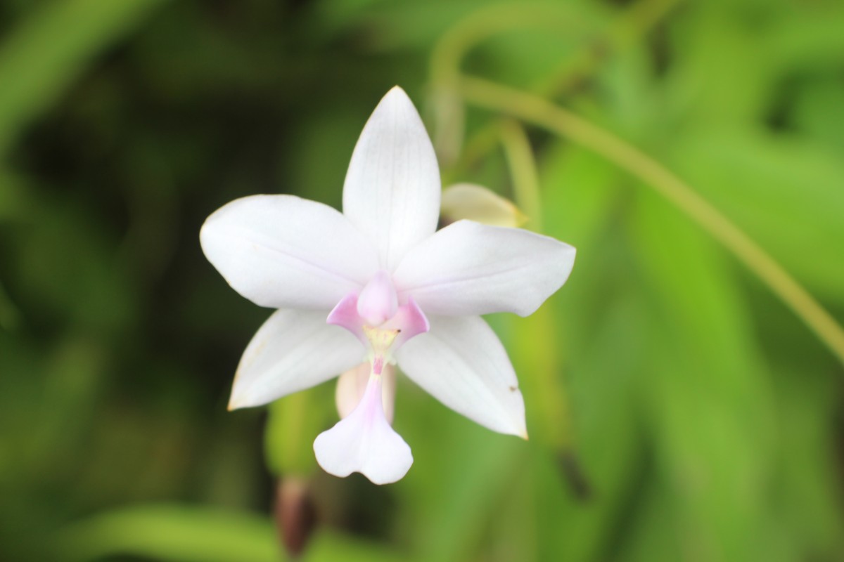 Spathoglottis plicata Blume